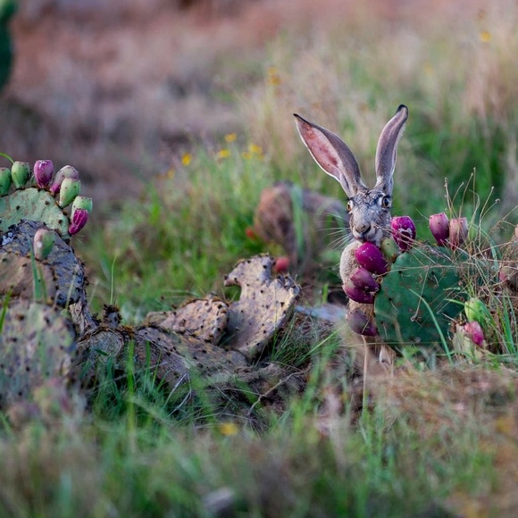 Meet your Posher, Rachel - Picture 6 of 8